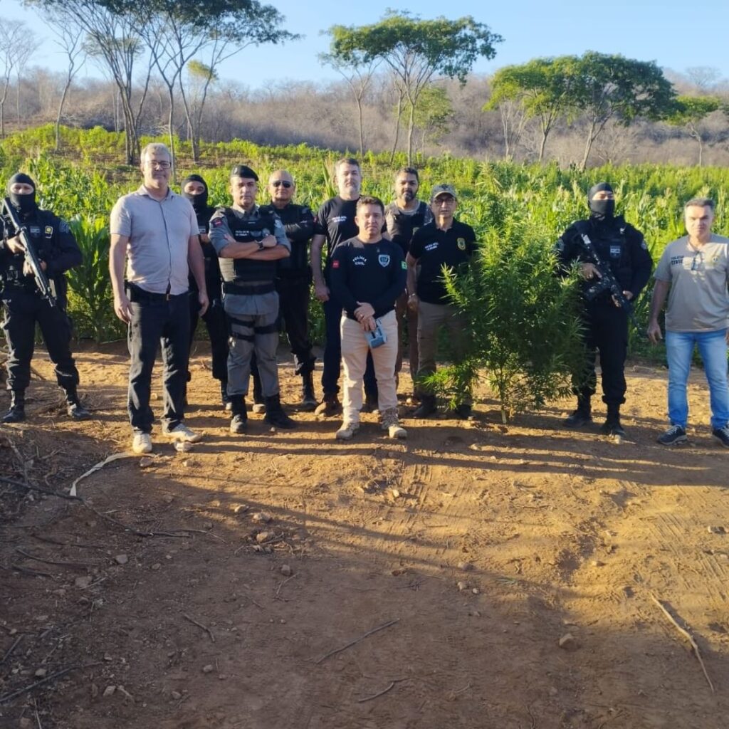 Polícia destrói plantação com mais de 60 mil pés de maconha na zona rural de Malta/PB