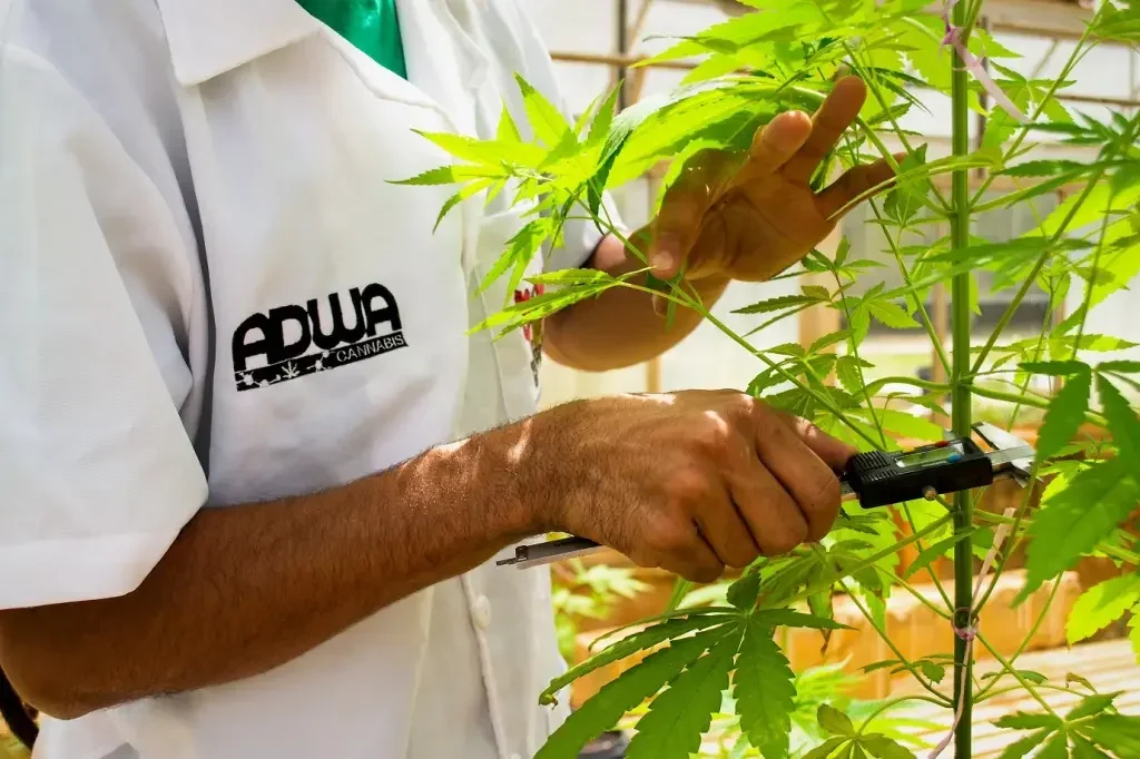 STJ autoriza cultivo de cannabis medicinal e dá 6 meses para Anvisa regulamentar o tema